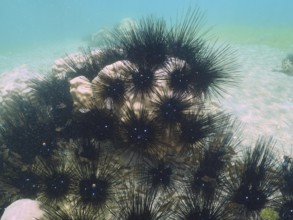 Several Arbacia lixula, Diadem sea urchins (Diadema setosum), on a sandy seabed in clear water.