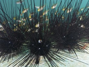 Some fish seek shelter with Arbacia lixula with long spines, Diadema setosum, in the sea. Dive site