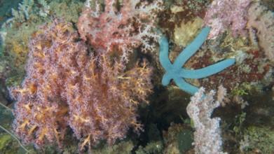 A lively underwater scene with colourful corals and a blue starfish (Linckia laevigata) . Dive site