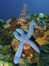A blue starfish (Linckia laevigata) lies above colourful corals on the seabed. Dive site Spice