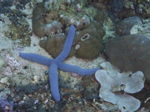 Blue starfish (blue Linckia laevigata), rare specimen with only 4 arms, resting on a rocky