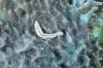 Feather mouth sea cucumber (Synapta maculata) juvenile on a black sea sponge. Dive site Coral
