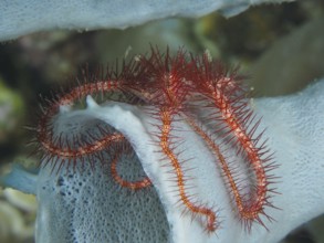 A small red brittle star with spiny arms, purple brittle star (Ophiothrix purpurea), on a sea