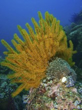 Yellow Feather Star (Comaster schlegelii) and sea anemone on a reef in the sea. Dive site Spice