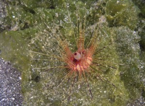Colourful sea urchin with long spines, Variable Fire Urchin, Blue spotted sea urchin (Astropyga