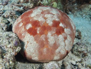 Orange and white cushion starfish (Culcita novaeguineae) with a unique pattern on the seabed. Dive
