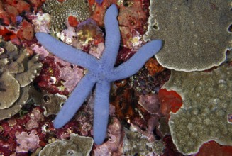 Blue starfish (blue Linckia laevigata) on a colourful coral reef bottom, diverse coral species.