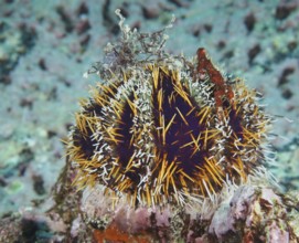 Colourful, spiny sea urchin, Tripneustes gratilla, sits on a rocky underwater bottom. Dive site