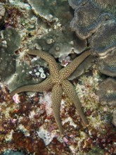 Brown starfish with dotted pattern, New Caledonia starfish, yellow net starfish (Nardoa