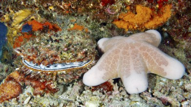 Granulated roller star (Choriaster granulatus) next to colourful corals and large variable spiny