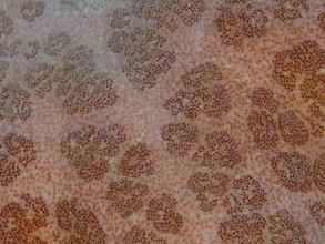 Close-up of the texture and pattern of the granulated roller star (Choriaster granulatus) . Dive