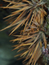 Close-up of a spiny starfish, crown-of-thorns starfish (Acanthaster planci), in a natural