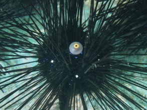 Close-up of a sea urchin with long dark spines, Diadem sea urchin (Diadema setosum), under water.