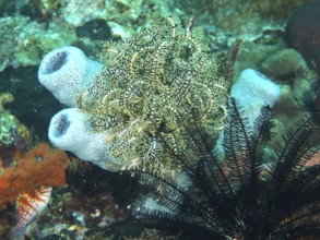Diverse underwater scenery with Bennett's hair star (Anneissia bennetti) and sponges in vivid