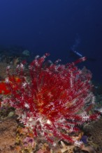 Red Bennett's hairstar (Anneissia bennetti) in a dark ocean environment with a diver in the