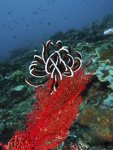 Bennett's hairstar (Anneissia bennetti) on red-coloured coral in a lively underwater environment.