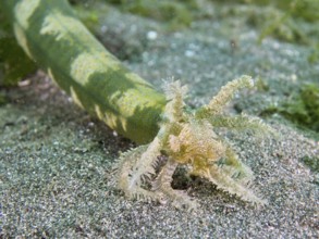 A close-up of the head of a Feather mouth sea cucumber (Synapta maculata) on a sandy bottom. Dive