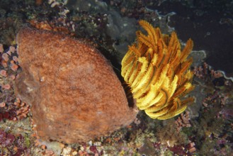 Bright orange round yellow Bushy feather star, Variable feather star (Comaster schlegelii) next to