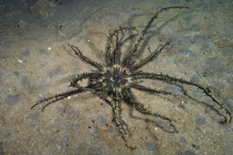 Haeckel's sand anemone (Actinostephanus haeckeli), sea anemone, lies spread out on the sandy seabed