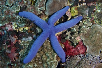 Lively blue starfish (blue Linckia laevigata) on a richly structured coral reef. Dive site