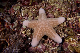 Beige starfish with geometric patterns, granulated roller star (Choriaster granulatus), on a
