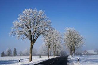 A snow-covered avenue leads to a village surrounded by frosty trees, an alley in the snow with