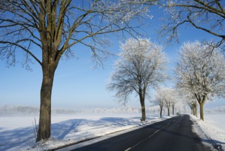 Snowy country road with snow-covered trees on a clear winter day, alley in snow with hoarfrost,