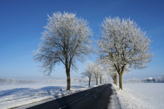 Snowy road with frost-resistant trees on a clear blue sky, alley in snow with hoarfrost, between