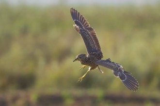 Night heron (Nycticorax nycticorax), close-up, young bird with spread wings and drooping legs in