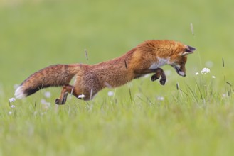 Red fox (Vulpes vulpes), close-up, adult on a flowering meadow leaps into the air in the so-called