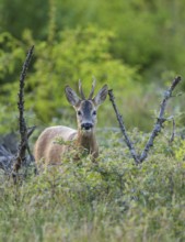 Roebuck (Capreolus capreolus), portrait and close-up, male feeding on a blackberry bush in a forest