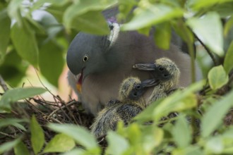 Wood pigeon (Columba palumbus) close-up, adult bird standing surrounded by green leaves with two