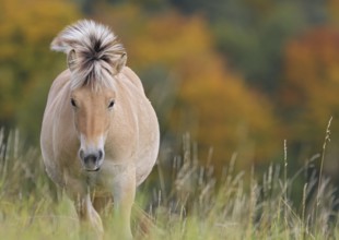 Fjord horse (Equus ferus caballus), close-up of a fjord pony on pasture in front of autumnal