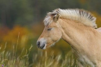Fjord horse (Equus ferus caballus), close-up and portrait of a fjord pony with closed eyes on