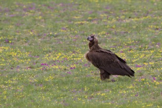 Black Vulture (Aegypius monachus), close-up, adult bird standing in yellow and purple flowering