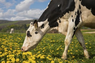 Dairy cow (Bos primigenius taurus), close-up, German Black Pied Cattle feeding on yellow flowering