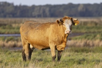 Suckler cow (Bos primigenius taurus), close-up, brown cow standing alone on pasture in wet