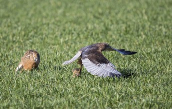 Marsh harrier (Circus aeruginosus), male flies flat over a green crop field with a young hare