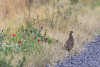 Grey partridge (Perdix perdix), female standing next to field path on colourful flowering strips at