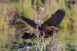 Purple heron (Ardea purpurea), adult bird in the reeds lands with outstretched wings in the nest to