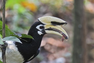 Oriental Hornbill (Anthracoceros albirostris) holding the dead nestling of a Striped-throated