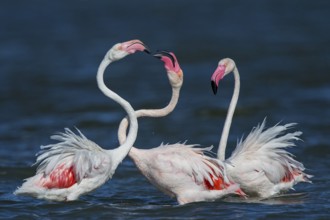 Pink flamingo (Phoenicopterus roseus), group of three birds fighting with their beaks and necks