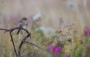 Red-backed shrike (Lanius collurio), young bird calls and sits with open beak on a branch