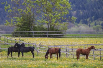 Horses (Equus caballus) on paddock, four riding horses standing together and eating on yellow
