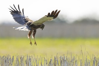 Marsh harrier (Circus aeruginosus), close-up of a flat-flying male hunting and foraging with