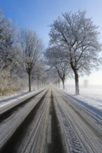 Long road in winter with frost-covered trees and clear sky, trees on an avenue with hoarfrost