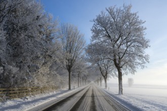 Snowy country road lined with frost-covered trees under a clear sky, trees on an avenue with