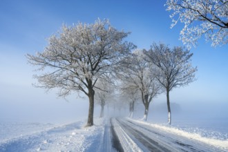 Snowy road with snow-covered trees under clear blue sky, trees on an avenue with hoarfrost between