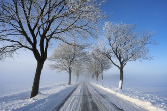 Snowy and quiet road with bare trees on a clear winter day, trees on an avenue with hoarfrost