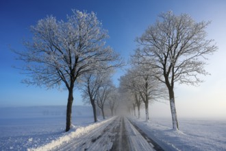 Snowy alley with frozen trees along a road in a quiet winter landscape under blue sky, trees of an